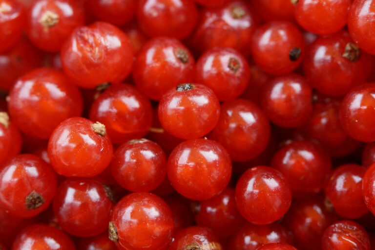 Essen mit J – frische rote Johannisbeeren am Strauch