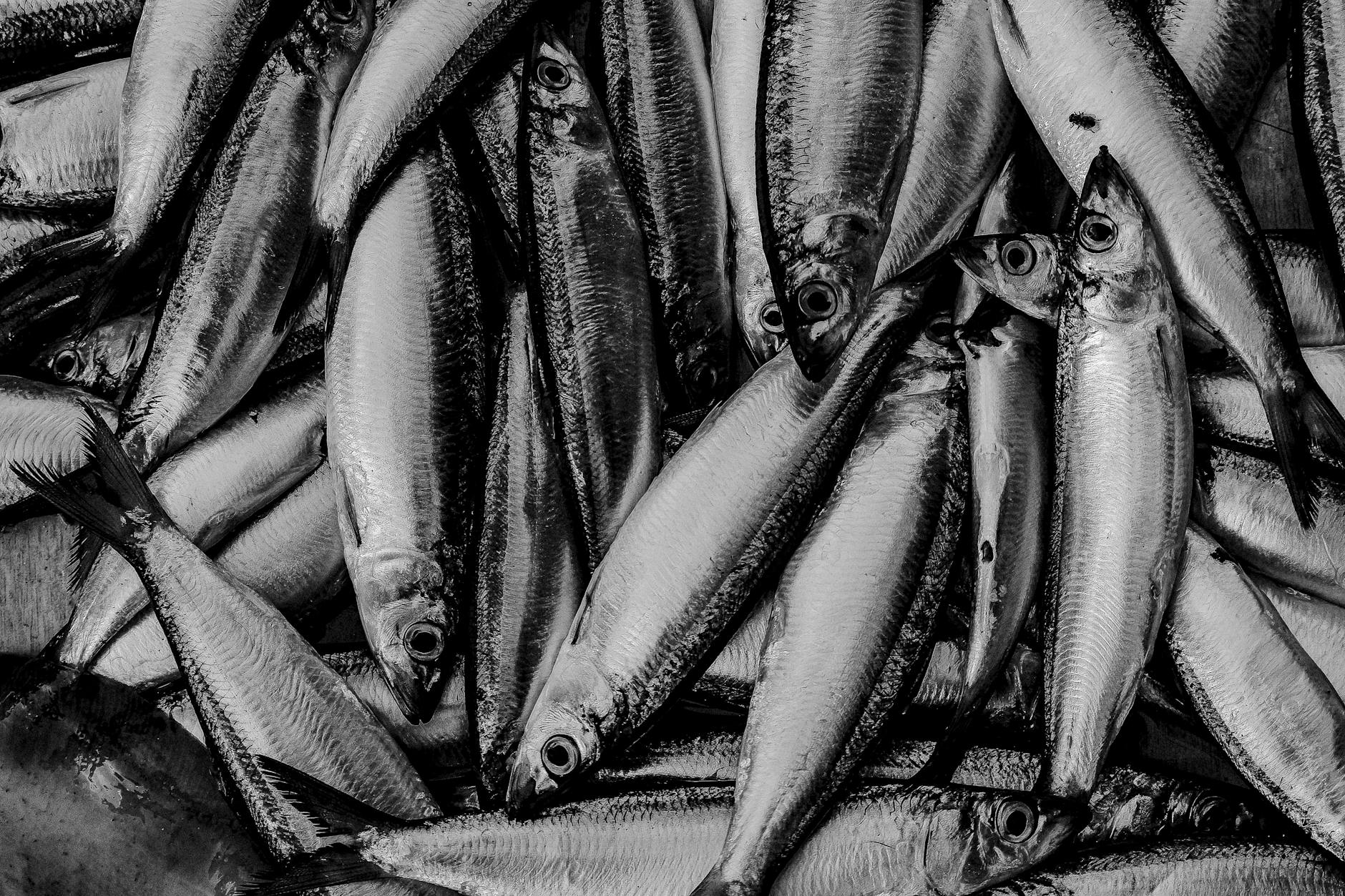 Estland Essen und Trinken – marinierte Heringe baltisch