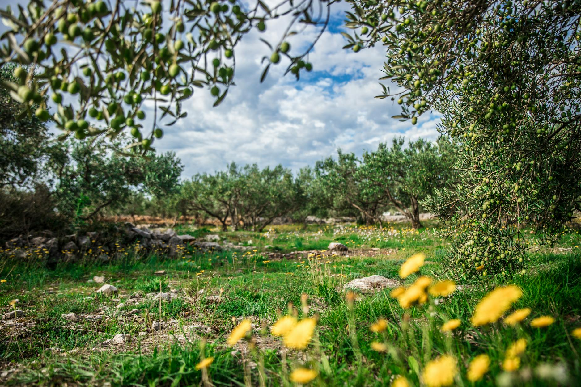 Olivenölsorten – grüne Oliven am Baum in einem Olivenhain