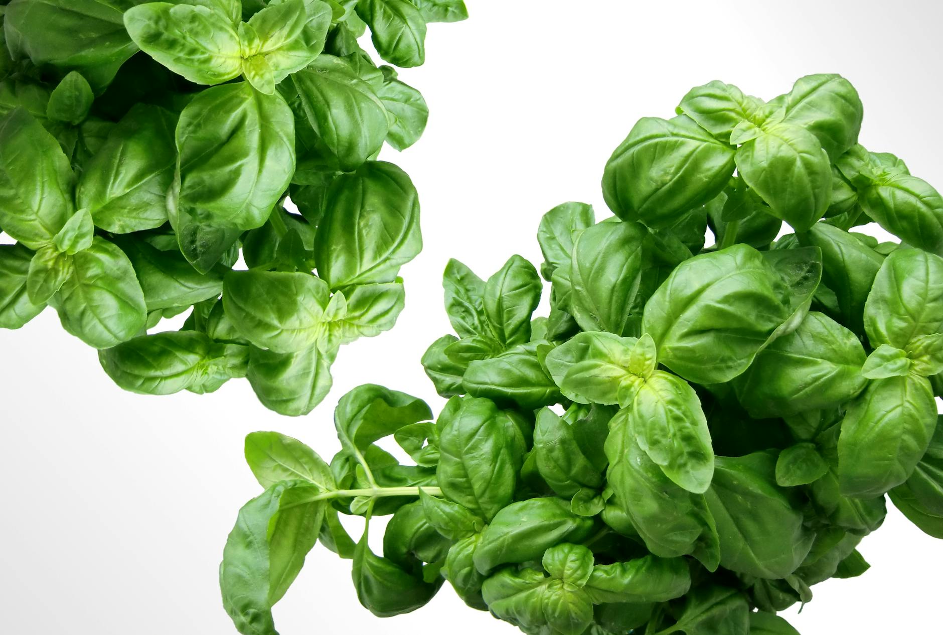 Pesto Genovese – frische Basilikumblätter, leuchtend grün