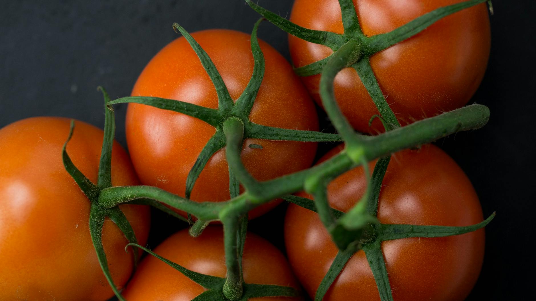 Tomatensuppe aus frischen Tomaten – reife rote Tomaten am Strauch